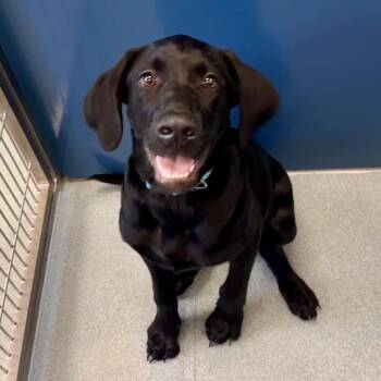 Gooseberry -  Black Labrador Retriever and Mixed Breed Dog for Adoption in Chesapeake, Virginia - Gooseberry | PetCurious