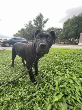 Rescue Labrador Retriever Dogs for Adoption in Sanford, Florida - Nolan | PetCurious