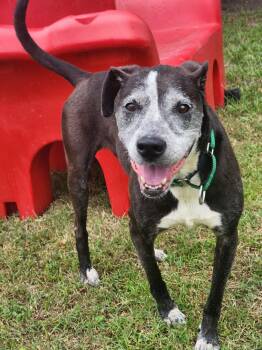 Shirley Manson -  Terrier Dog for Adoption in Slidell, Louisiana - Shirley Manson | PetCurious