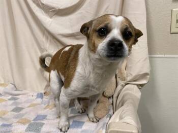 Chihuahua and Mixed Breed Dogs Available for Adoption - A607908 | PetCurious