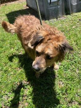 Golden Retriever Dogs Available for Adoption in Doral, Florida - PHOENIX | PetCurious