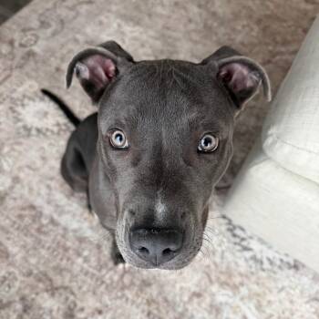 Pit Bull Terrier and Mixed Breed Dogs Available for Adoption in Los Angeles, California - Dimitri | PetCurious