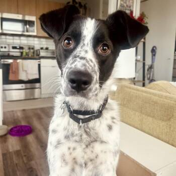 Rivel -  Mixed Breed Dog Available for Adoption in Chicago, Illinois - Rivel | PetCurious