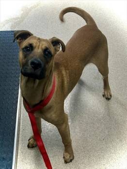 ROSS -  Black Mouth Cur Dog for Adoption in Newton, North Carolina - ROSS | PetCurious