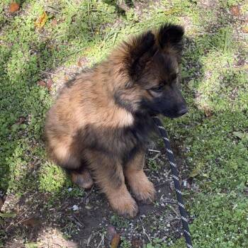 German Shepherd Dog and Belgian Shepherd Malinois Dogs Available for Adoption - Darcy | PetCurious