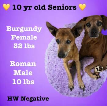 Terrier Dogs Available for Adoption in Sorrento, Louisiana - Roman | PetCurious