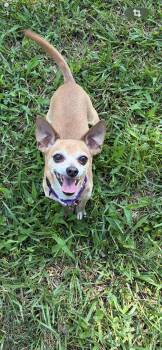 Honeybear -  Chihuahua Dog for Adoption in St. Louis, Missouri - Honeybear | PetCurious