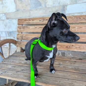 CASH -  Chihuahua Dog for Adoption in St. Augustine, Florida - CASH | PetCurious