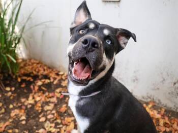 German Shepherd Dog and Mixed Breed Dogs Available for Adoption - TOASTER | PetCurious