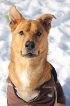 Golden Retriever Dogs Available for Adoption - Copper | PetCurious