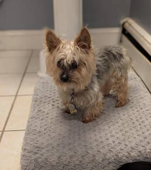 Roscoe -  Yorkshire Terrier Dog for Adoption in Taunton, Massachusetts - Roscoe | PetCurious