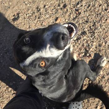 Rescue Border Collie and Labrador Retriever Dogs for Adoption in Douglas, Wyoming - Kronk | PetCurious