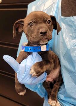 Mixed Breed Dogs Available for Adoption in Chillicothe, Ohio - St. Patrick