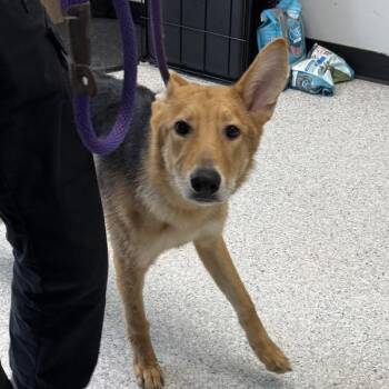 Ghosty -  German Shepherd Dog Dog for Adoption in Des Moines, Iowa - Ghosty | PetCurious