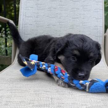 Strudel -  Australian Shepherd and Anatolian Shepherd Dog for Adoption in Minneapolis, Minnesota - Strudel | PetCurious