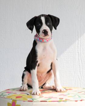 Spice Girls Litter - Ginger Spice -  Mixed Breed Dog for Adoption in Savage, Minnesota - Spice Girls Litter - Ginger Spice | PetCurious