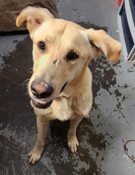 Rescue Yellow Labrador Retriever Dogs for Adoption in Berea, Kentucky - Jose | PetCurious