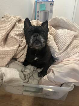 Rescue French Bulldog Dogs for Adoption in Santa Monica, California - Luna | PetCurious
