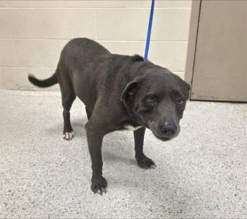 Pit Bull Terrier and Mixed Breed Dogs Available for Adoption in Conroe, Texas - MAUD | PetCurious