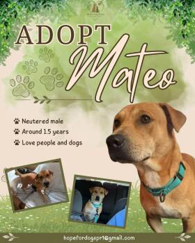 Mateo -  Mixed Breed Dog for Adoption in Pleasant Valley, New York - Mateo | PetCurious