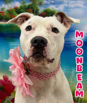 Moonbeam -  Mixed Breed Dog for Adoption in Flint, Michigan - Moonbeam | PetCurious