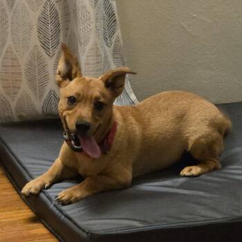 Rescue Mixed Breed Dogs for Adoption in Cedar Rapids, Iowa - Cali | PetCurious