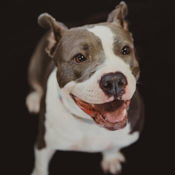Pit Bull Terrier Dogs Available for Adoption in Krum, Texas - Cookie | PetCurious