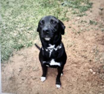 Pit Bull Terrier Dogs Available for Adoption in Carthage, North Carolina - Max- Courtesy Linsting | PetCurious