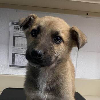 Anatolian Shepherd Dogs Available for Adoption - Painter | PetCurious