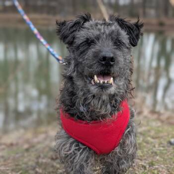 Maxwell 02-0301 -  Miniature Poodle and Mixed Breed Dog for Adoption in Covington, Georgia - Maxwell 02-0301 | PetCurious