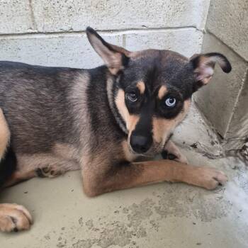 Lienda -  Husky and German Shepherd Dog Dog for Adoption in Clarksville, Virginia - Lienda | PetCurious