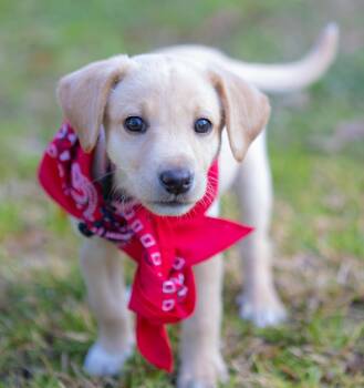 Yellow Labrador Retriever Dogs Available for Adoption - Winnie | PetCurious