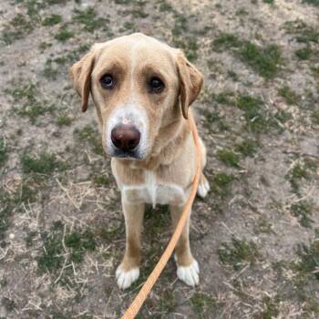 Samson -  Mixed Breed Dog for Adoption in Spokane, Washington - Samson | PetCurious