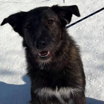 Irish Wolfhound and Terrier Dogs Available for Adoption - Diesel | PetCurious