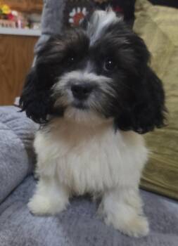 Tilly -  Shih Tzu and Bichon Frise Dog for Adoption in Overland Park, Kansas - Tilly | PetCurious