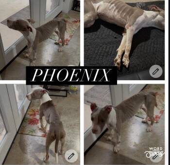 Phoenix needs a foster to adopt -  Pit Bull Terrier and Labrador Retriever Dog for Adoption in New Braunfels, Texas - Phoenix Needs A Foster To Adopt | PetCurious