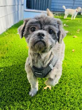 Bear -  Shih Tzu Dog for Adoption in Stamford, Connecticut - Bear | PetCurious