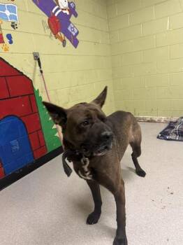 Akita Dogs Available for Adoption - ATLAS | PetCurious