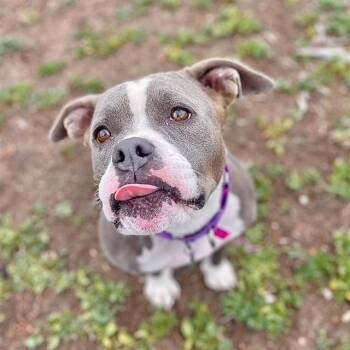 American Staffordshire Terrier Dogs Available for Adoption in Aurora, Colorado - MOXIE | PetCurious