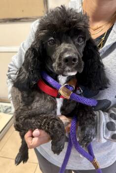 Mini Poodle Hypoallergenic ZEKE -  Miniature Poodle Dog for Adoption in Boca Raton, Florida - Mini Poodle Hypoallergenic ZEKE | PetCurious