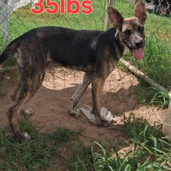Lilith -  German Shepherd Dog and Belgian Shepherd Malinois Dog for Adoption in Manchester, New Hampshire - Lilith | PetCurious