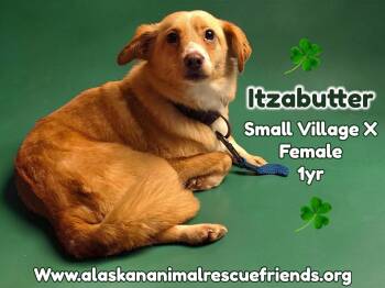 Mixed Breed Dogs Available for Adoption - Itzabutter | PetCurious