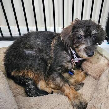 Nutmeg -  Miniature Schnauzer and Miniature Poodle Dog for Adoption in Toms Brook, Virginia - Nutmeg | PetCurious