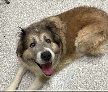 Poptart -  Great Pyrenees Dog for Adoption in Lancaster, Pennsylvania - Poptart | PetCurious