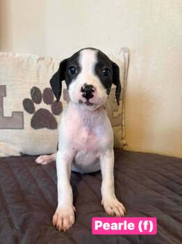 Pearle -  Boxer and Terrier Dog for Adoption in Salamanca, New York - Pearle | PetCurious