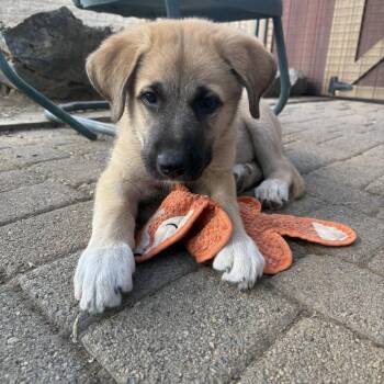 Brooks -  Great Pyrenees and German Shepherd Dog Dog for Adoption in Pleasant Hill, California - Brooks | PetCurious