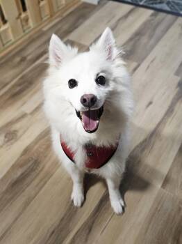 LEONARD 275 -  Eskimo Dog Dog for Adoption in New Berlin, Wisconsin - LEONARD 275 | PetCurious