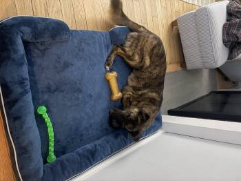 Belgian Shepherd Malinois Dogs Available for Adoption - Floretta | PetCurious