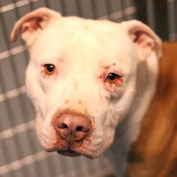 Pit Bull Terrier Dogs Available for Adoption in Fredericksburg, Virginia - 26-00571 | PetCurious