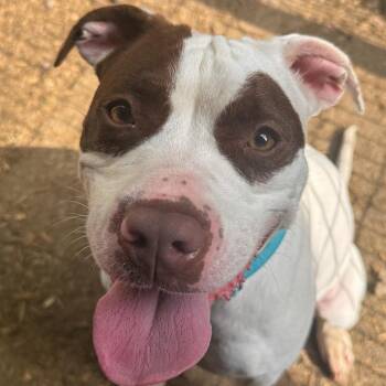 Skylar -  Pit Bull Terrier Dog for Adoption in Valparaiso, Indiana - Skylar | PetCurious